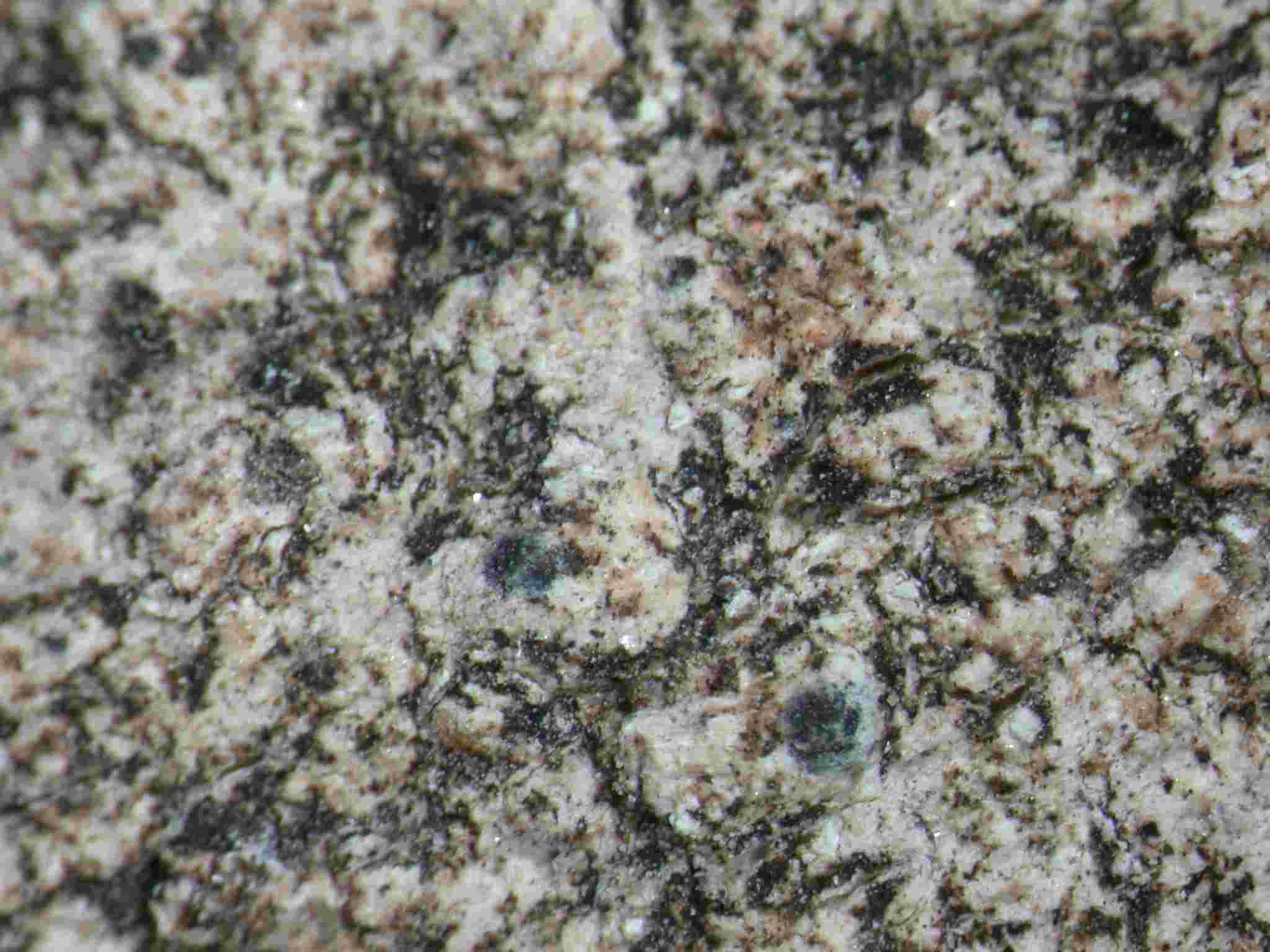 [Acrocordia salweyi]